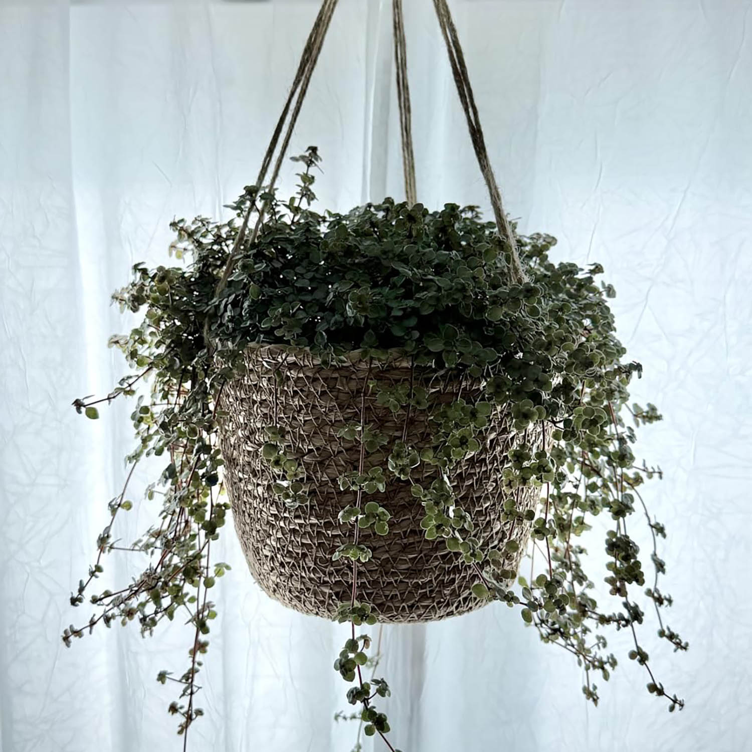 Plant baskets