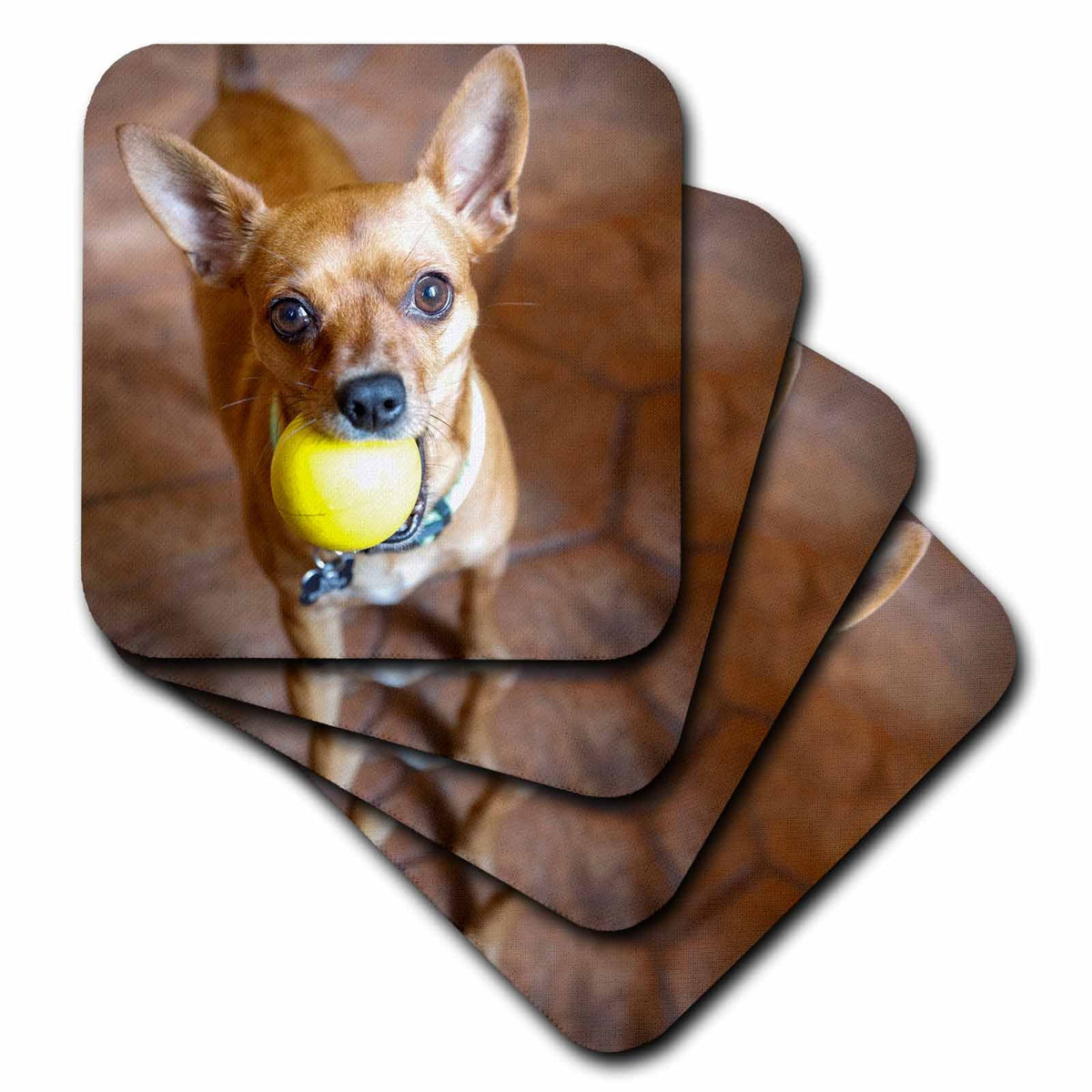 3dRose Danita Delimont - Animals - Merida, Yukatan, Mexico. - Coasters (CST_330897)